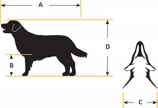 How to measure a dog's height. 